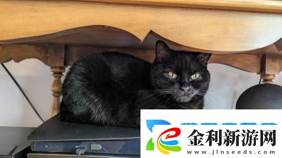 貓貓趴在PS5上不愿離開！玩家