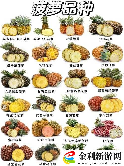 貴豐大菠蘿333