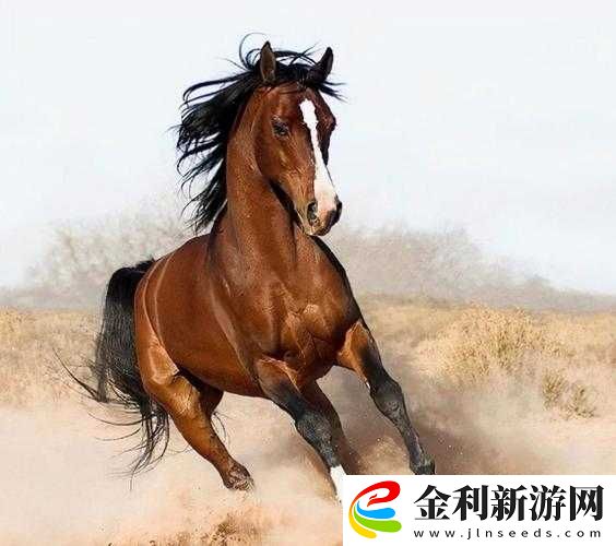 我的俠客中汗血寶馬結(jié)算為何會消失
