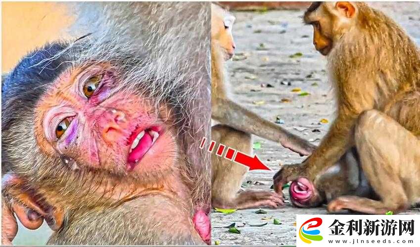 二人一起生猴子全程不蓋被子的真實(shí)體驗(yàn)分享
