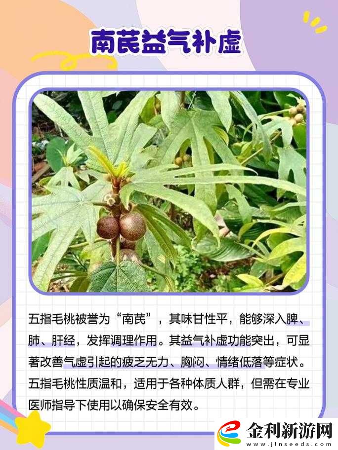 五指毛桃到底有何作用與功效