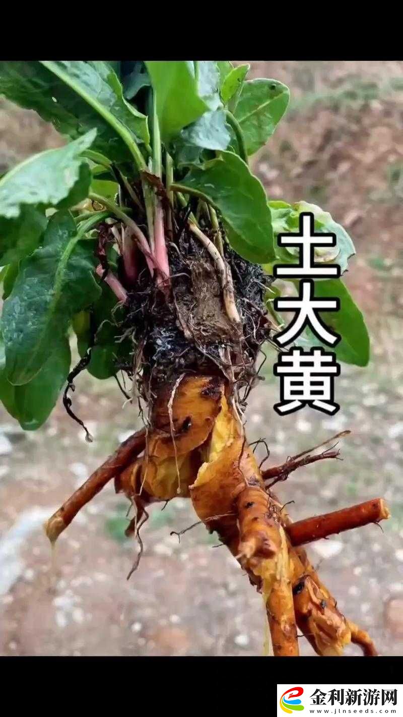 土黃是什么