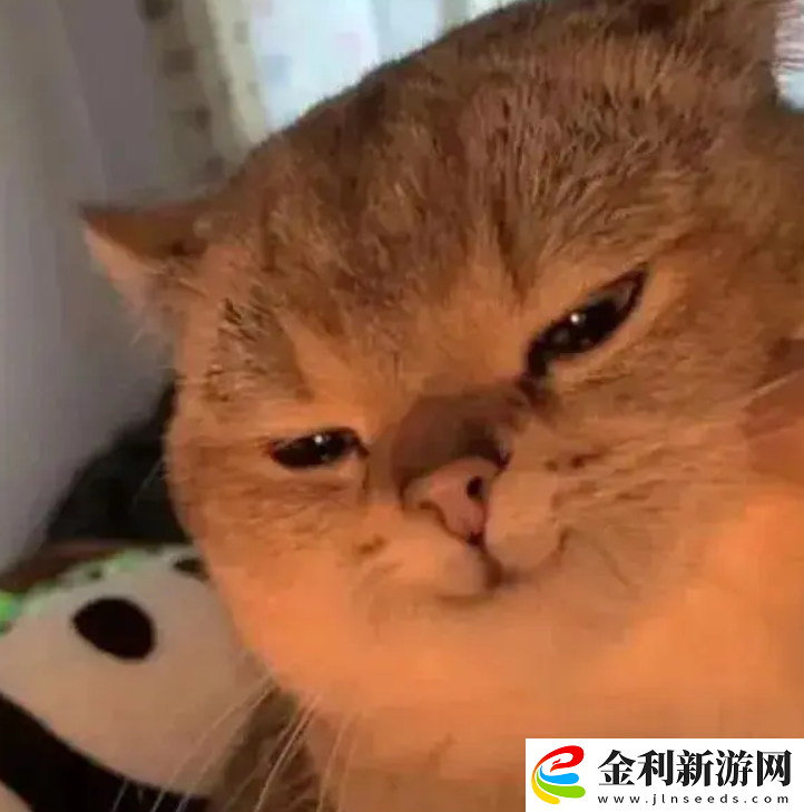 大乃子有沒有錯
