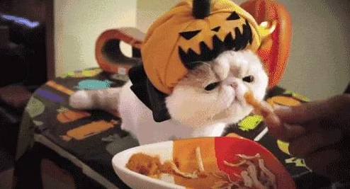 動物餐廳新角色揭秘