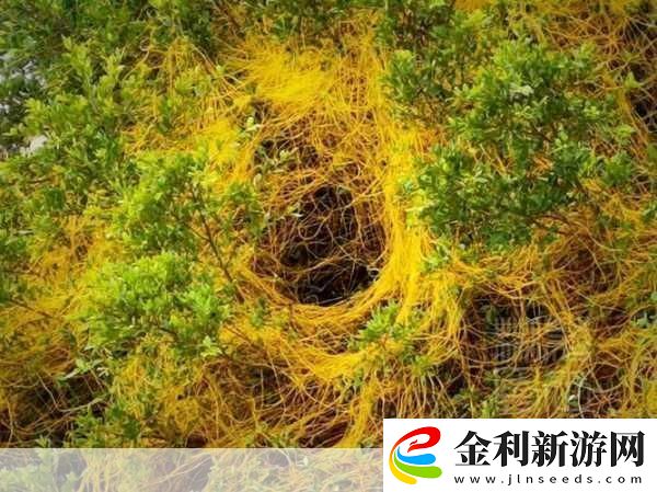 鼓蓬蓬的牦戶