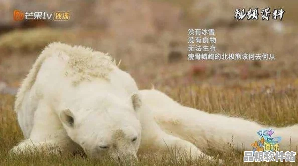 北極恐懼饑荒下的堅守者