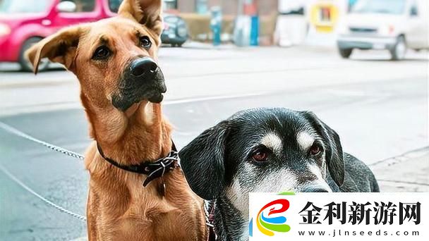 人狗大戰2高清正版免費揭秘