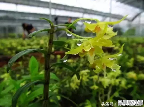 榨汁設備高效運行的關鍵條件是什么